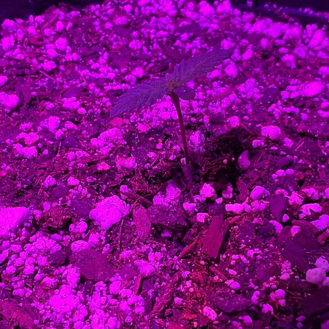 HULK BERRY growlog photo: Plant A need a name for her