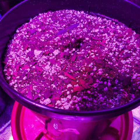 HULK BERRY growlog photo: Plant A need a name for her