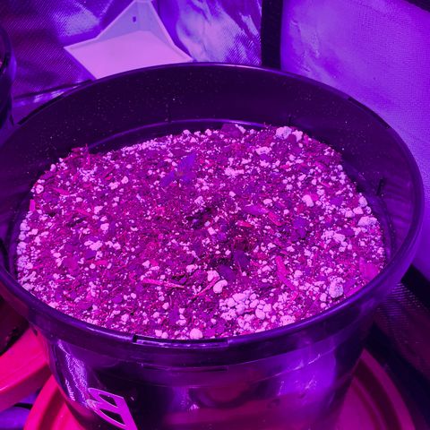 HULK BERRY growlog photo: Plant B need name for her
