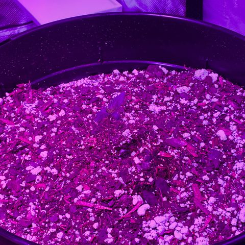 HULK BERRY growlog photo: Plant B need name for her