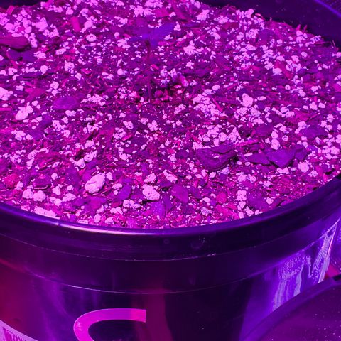 HULK BERRY growlog photo: Plant C need name for her
