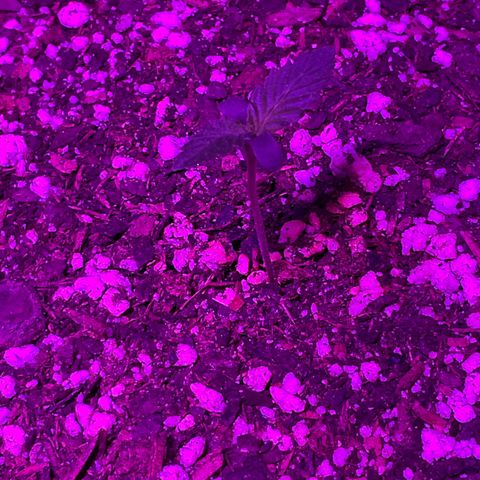 HULK BERRY growlog photo: Plant C need name for her