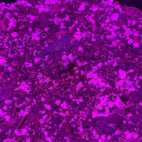 HULK BERRY growlog photo: Plant C need name for her