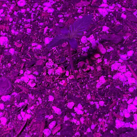 HULK BERRY growlog photo: Plant C need name for her