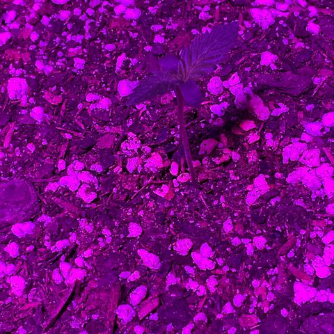 HULK BERRY growlog photo: Plant C need name for her