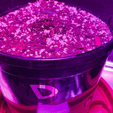 HULK BERRY growlog photo: Plant D need name for her