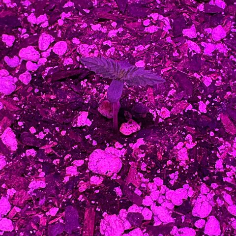HULK BERRY growlog photo: Plant D need name for her