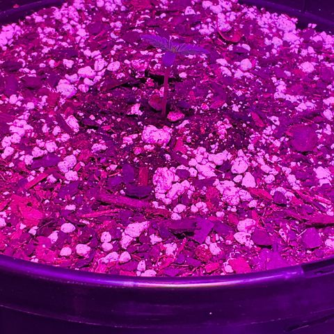 HULK BERRY growlog photo: Plant D need name for her