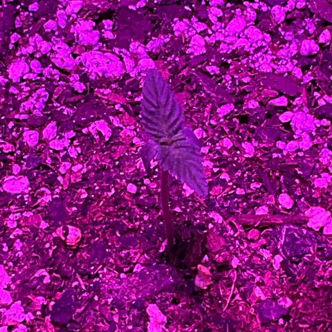 HULK BERRY growlog photo: Plant E need name for her