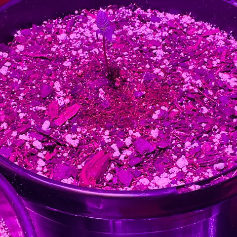 HULK BERRY growlog photo: Plant E need name for her
