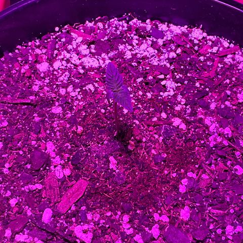 HULK BERRY growlog photo: Plant E need name for her