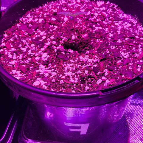 HULK BERRY growlog photo: Plant F need a name 