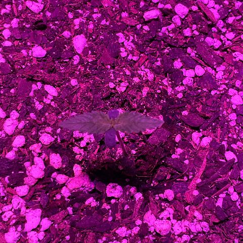 HULK BERRY growlog photo: Plant F need a name 