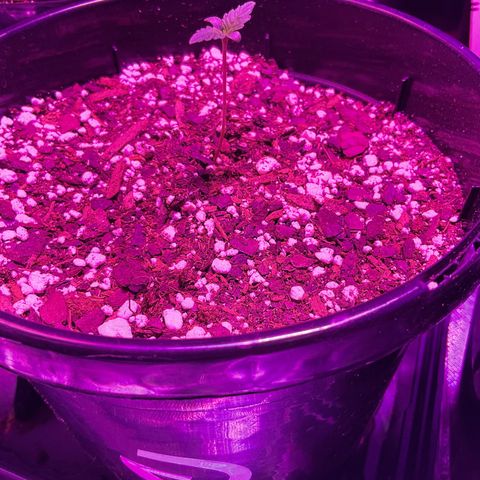 HULK BERRY growlog photo: Plant G need a name 