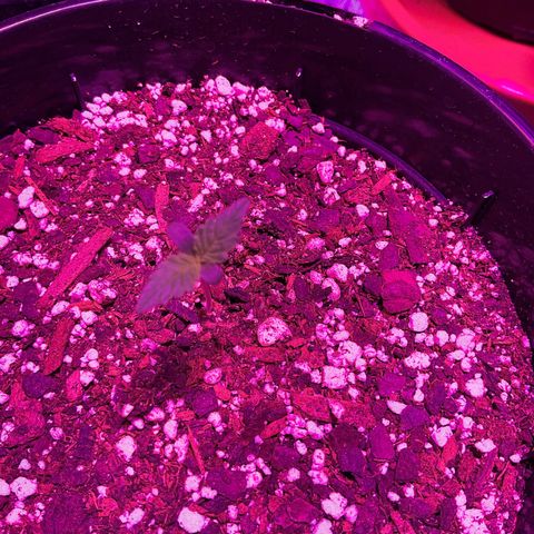 HULK BERRY growlog photo: Plant G need a name 