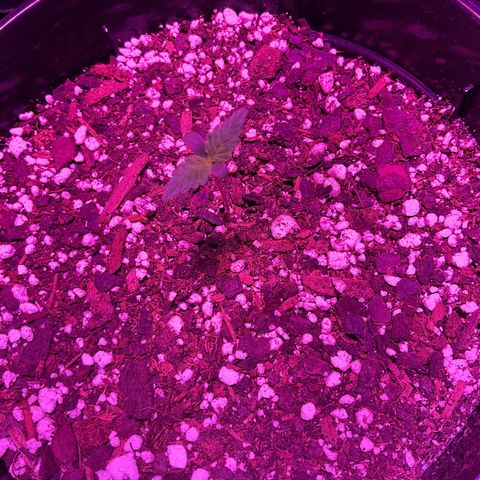 HULK BERRY growlog photo: Plant G need a name 