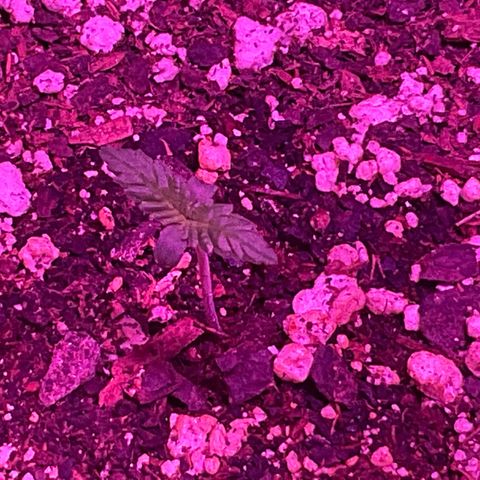 HULK BERRY growlog photo: Plant H need a name