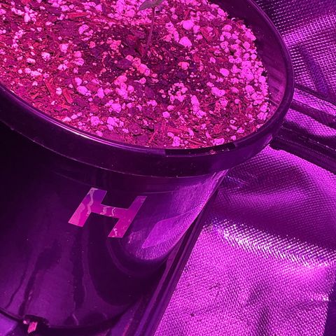 HULK BERRY growlog photo: Plant H need a name