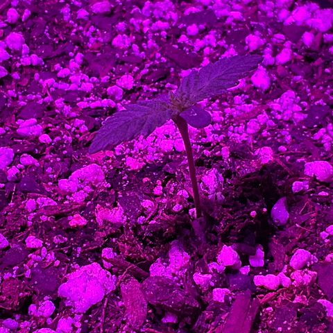 HULK BERRY growlog timeline photo