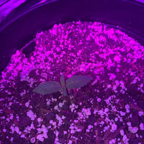 HULK BERRY growlog photo: Plant B,A,C,D,F,E,G,H