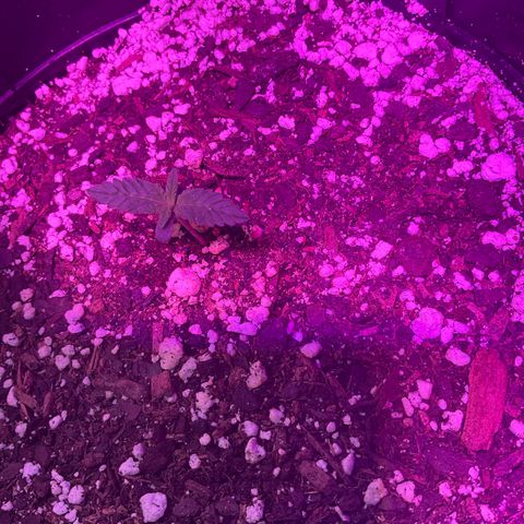 HULK BERRY growlog photo: Plant B,A,C,D,F,E,G,H