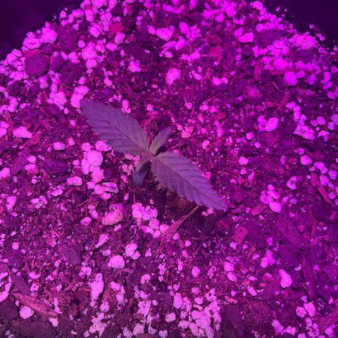 HULK BERRY growlog photo: Plant B,A,C,D,F,E,G,H