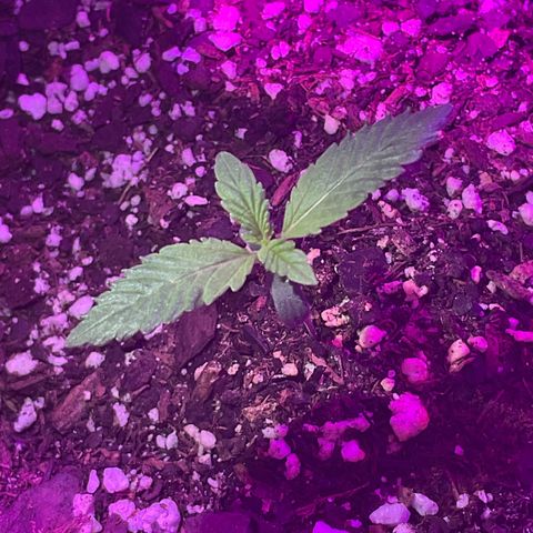 HULK BERRY growlog photo: Plant B,A,C,D,F,E,G,H