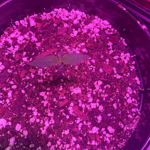 HULK BERRY growlog photo: Plant B,A,C,D,F,E,G,H