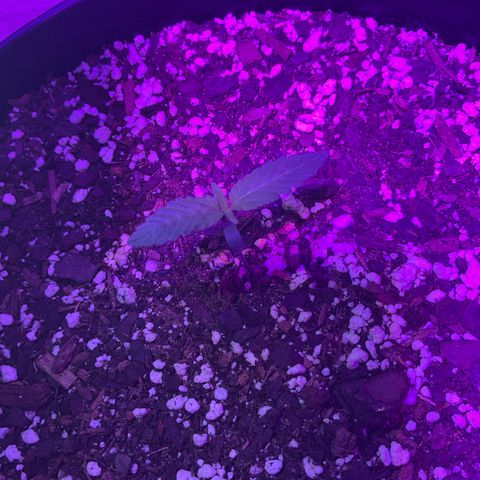 HULK BERRY growlog photo: Plant B,A,C,D,F,E,G,H