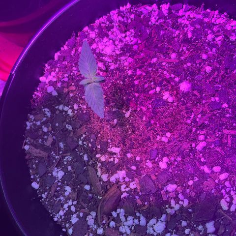 HULK BERRY growlog photo: Plant B,A,C,D,F,E,G,H