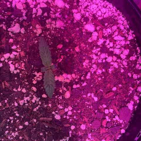 HULK BERRY growlog photo: Plant B,A,C,D,F,E,G,H
