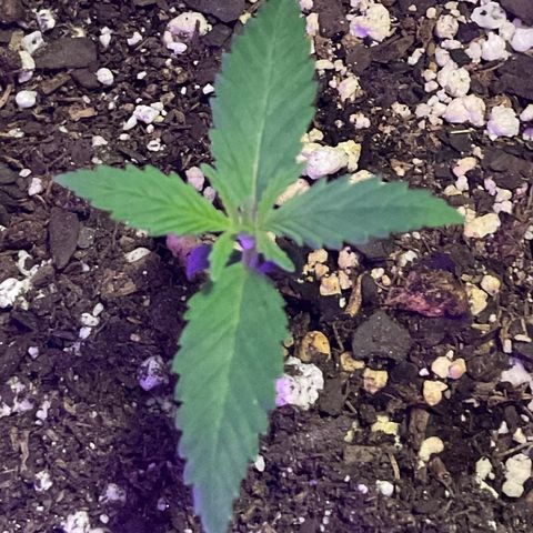 HULK BERRY growlog timeline photo