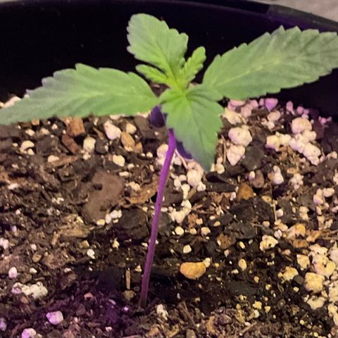 HULK BERRY growlog timeline photo