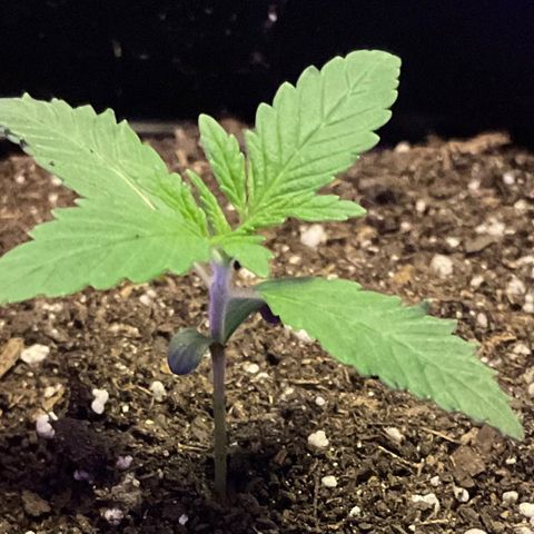HULK BERRY growlog timeline photo