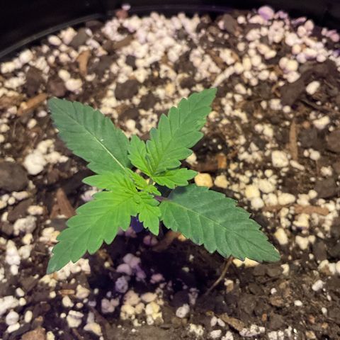 HULK BERRY growlog timeline photo