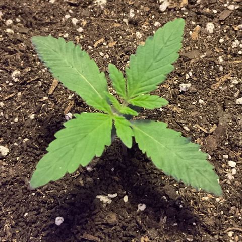 HULK BERRY growlog timeline photo
