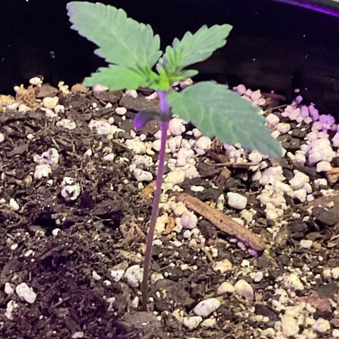 HULK BERRY growlog timeline photo