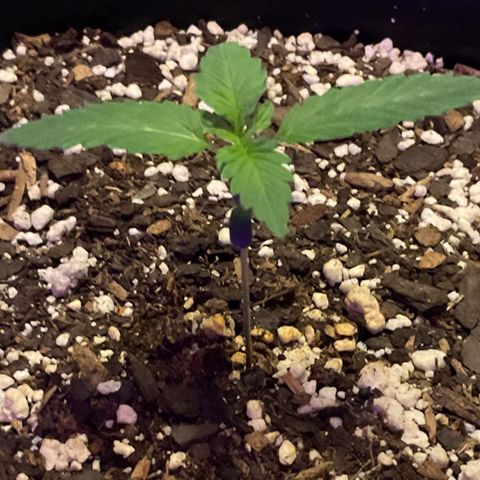 HULK BERRY growlog timeline photo