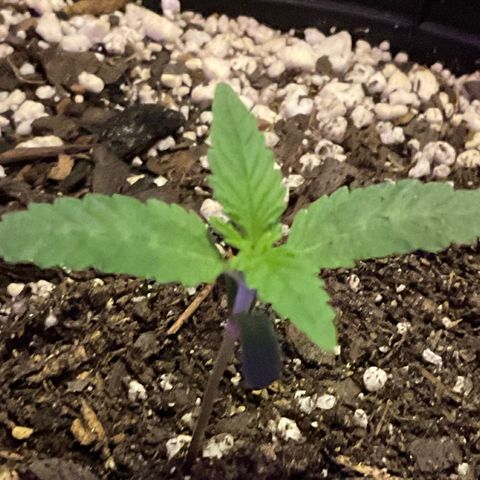 HULK BERRY growlog timeline photo