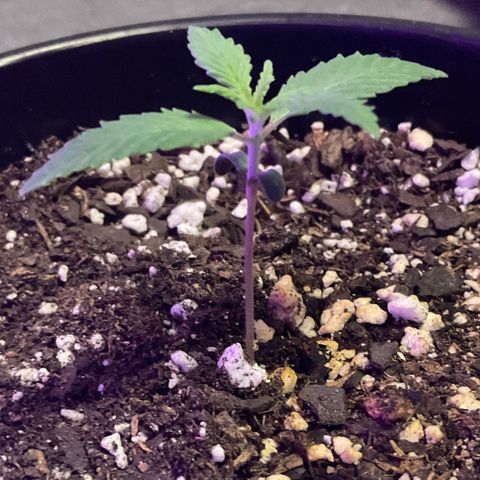 HULK BERRY growlog timeline photo