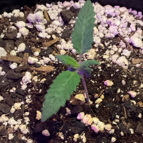 HULK BERRY growlog timeline photo