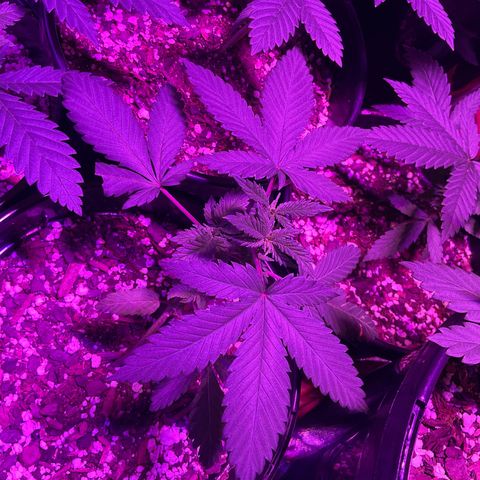 HULK BERRY growlog timeline photo
