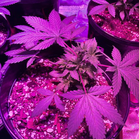 HULK BERRY growlog timeline photo