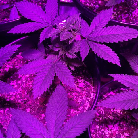 HULK BERRY growlog timeline photo