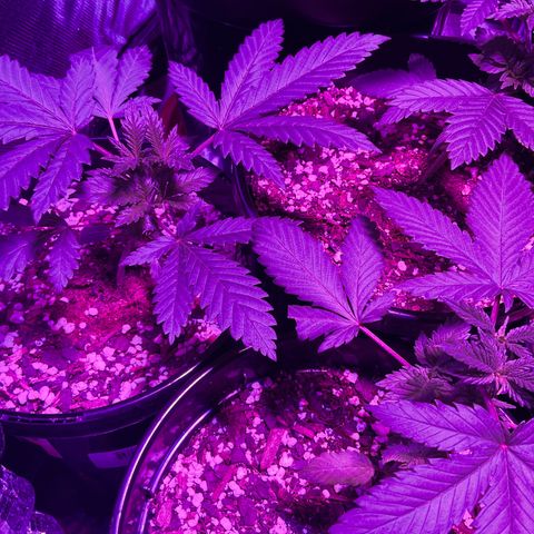 HULK BERRY growlog timeline photo