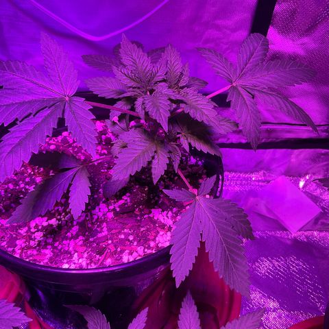 HULK BERRY growlog timeline photo