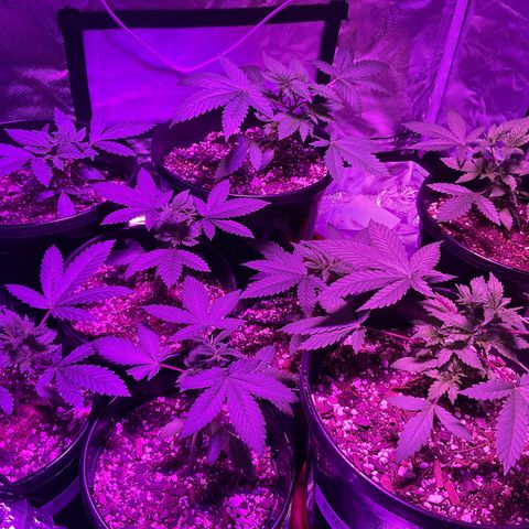 HULK BERRY growlog timeline photo