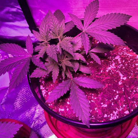 HULK BERRY growlog timeline photo