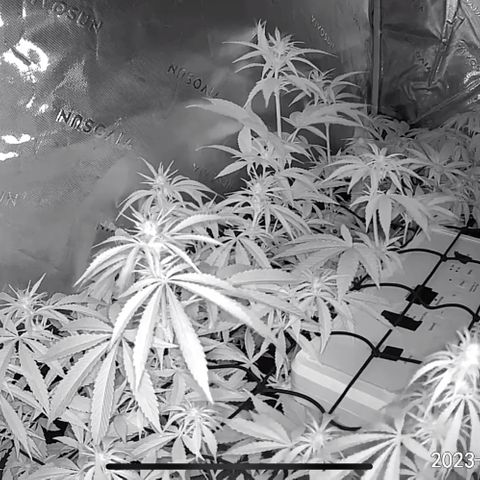 HULK BERRY growlog photo: Flower Zone 