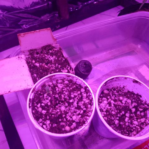 H3hemp (zumbi bride) growlog photo: Dia anterior já observei que tinha saído as primeiras mudas hoje elas estão fortes e algumas já saíram até a casca 